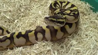 2017 male Pastel Enchi Sugar Ball Python