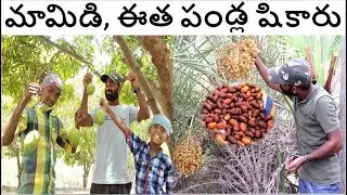 Wild Dates & Mangoes Hunting | Village Style | Mende Suresh