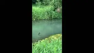 Mossy Creek Trout Rise Form