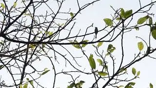 Preening Asian green bee eater in the morning at Pune, Maharashtra, India