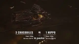 Survival Scenarios &ndash; 3 Crocodiles vs 1 Hippo | River Arena