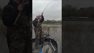 Cass Lake Bass.  Boat Flip. #boatflip