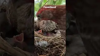 Bird feeding|Parenthood|Motherhood|#shortsfeed #shorts #birdfeeding#motherbird#parenthood#wildlife