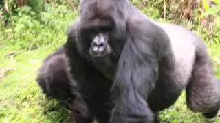 The Global Trip: Silverback Gorilla Encounter