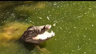 🐊⚡ Marsh Crocodile&rsquo;s Brutal Hunting Skills Caught on Camera 😱