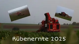 Rübenernte 2025‼️|Rübenernte 2025 mit Holmer Terra Dos T3😍💪💯