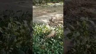 Cute Hoopoe/birds sounds#shorts
