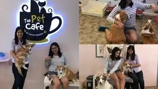 The Pet Cafe by Velvet Friends 