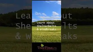 Shelterbelts & Windbreaks: Everything You Need to Know!
