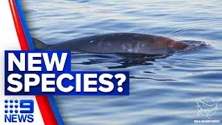 Possible new whale species found off Mexico | 9 News Australia