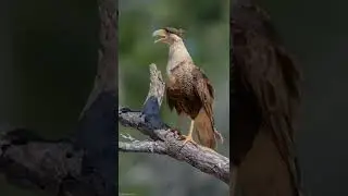 Crested Caracara