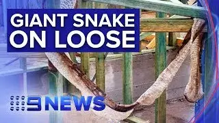 Residents warned about &lsquo;hungry&rsquo; boa constrictor | Nine News Australia