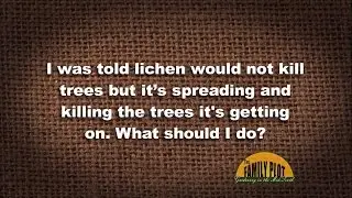 Q&A - Help! Lichen is killing my tree.