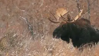 MASSIVE MOOSE CLOSE ENCOUNTER IN A SNOWY FIELD 🦌❄️ RAW WILDLIFE MOMENT
