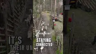 POV: dog sledding in Lapland