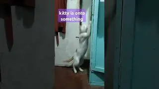 kitty is onto something #kitty #onto #something