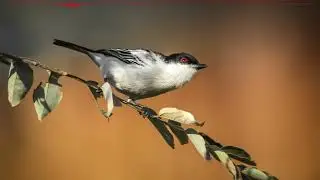 The sounds of Black backed puffbacks