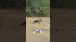 1 vs 2, honey badger vs jackal and python #animals #shorts #Friendship #Us #fyp #badger #python