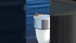 Laser Beam Shooting Spider