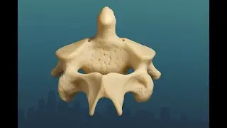 C2: The Vital Role of the C2 Vertebra in Your Health | Dopps Chiropractic (Overland Park, KS)