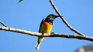 Palawan Sunbird (Cinnyris aurora)