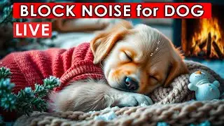 Soothing Music For Dogs &mdash; Emotional Comfort & Gentle Relaxation