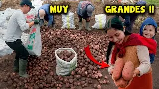 Escogimos las PAPAS para la VENTA🥔 | Karito La Tóxica, Ni Q' Fuera TV, Alyson Jazmin