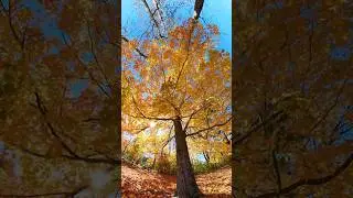 Places to visit in #canda #fallcolors #fall2024 #nature #relaxing #fall #colors #cinematic #views