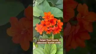 உப்பு காற்றையும் சுவாசித்து வளரும் மரம்! | Geiger Tree| Cordia sebestena| Orange flower|