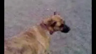 doggens