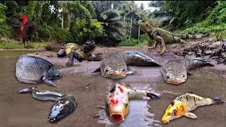 It's Amazing! Finding Giant Snakehead Fish in the River, Eel Fish, Betta Fish, Iguana, Snake, Turtle