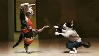 Cats Kung fu Funniest Pets 2021 - Dog And Cat Tik Tok Compilation
