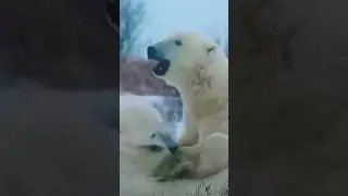 #fun #life #something #viral #movie #discovery #fighting #animals