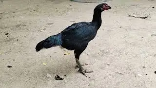 jathi kodi pettalu ||Sales|| MALAKAPALLI          ||E.G.D|| 9849735037