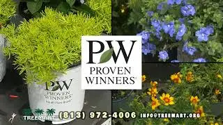 Tampa Nursery - Treemart -Wholesale & Retail