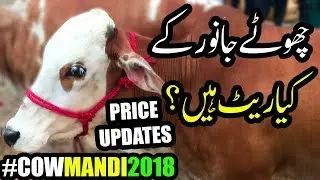 Cattle Market Karachi | Price Updates Demand 95K - 170K Episode 3 HD Qurbani Cows for Bakra Eid 2018