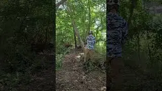 Getting A Hung Up Tree Down  with a Spear Cut #hungup  #forestwork #treecutting #shorts