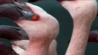 Migration of the Flamingos