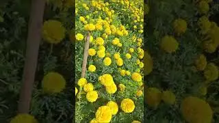 FTS marigold #farming #tomatogarden #fts #garden #garden #tomatoharvest #nature #agriculture
