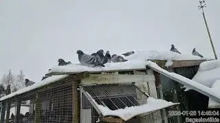 Racing pigeons loft Lithuania 2026-01-28