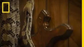 Massive Timber Rattler | Snake Salvation