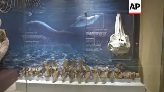 New fossil museum launched in Valley of Whales