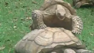 Turtle Sex