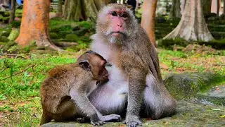 Peaceful Demi Naps on Mama&rsquo;s Soft Belly 🐒💖|monkeyscorner|