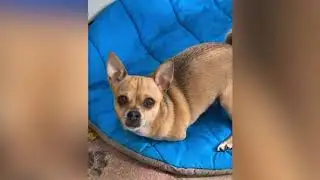 Cute and Funny TurboRoo Videos!!