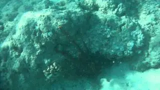 Eel Vs. Octopus Episode I