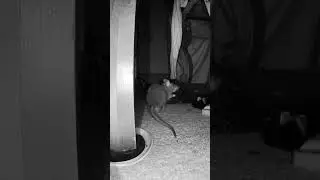 Rat execution trap Cheddar Cheese bait's