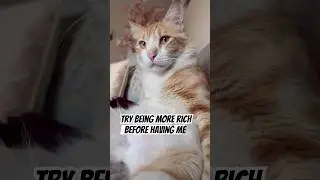 🙈 #кот