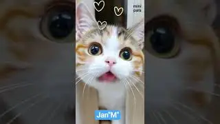Loved cat....#youtubechannel #formypage #tranding #youtubefollowers #youtubehighlights