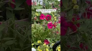 ZONE 6a SEEDS TO START IN FEBRUARY! Gardening for beginners #garden #homestead